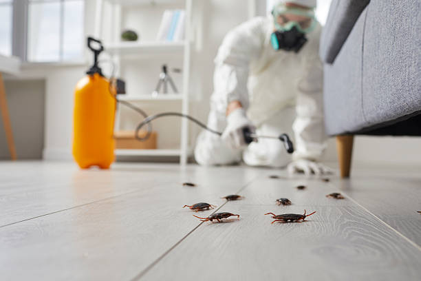 Commercial Rodent Management in Waterville